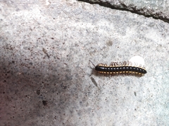 Asiomorpha coarctata