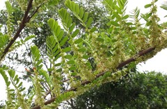 Phyllanthus emblica