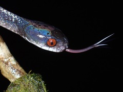 Asthenodipsas vertebralis