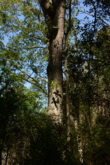 Harpephyllum caffrum