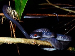 Asthenodipsas vertebralis