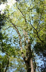 Harpephyllum caffrum