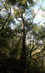 Harpephyllum caffrum