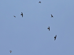 Apus pacificus