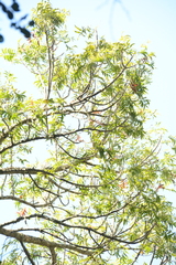 Harpephyllum caffrum