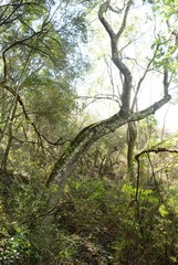 Harpephyllum caffrum