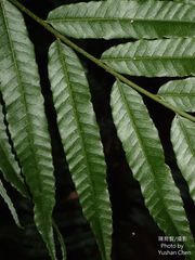 Bolbitis angustipinna