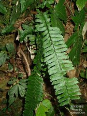 Hymenasplenium cheilosorum