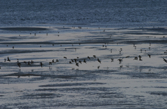 Calidris minuta