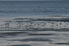 Calidris minuta