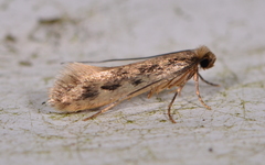 Tinea pallescentella