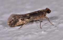 Tinea pallescentella