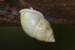 Amphidromus atricallosus