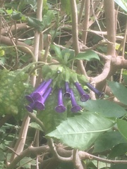 Iochroma
