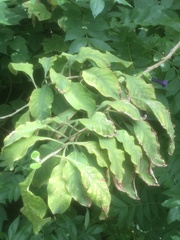 Iochroma