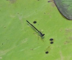 Austrocnemis maccullochi