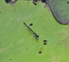 Austrocnemis maccullochi