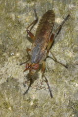 Dichetophora obliterata