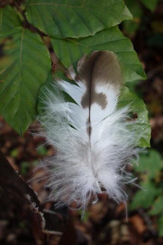 Plume de Milan royal