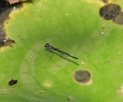 Austrocnemis maccullochi