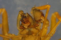 Microneta viaria