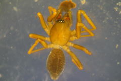 Microneta viaria