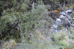 Coprosma propinqua propinqua