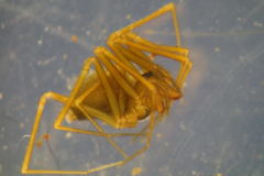 Diplostyla concolor