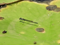 Austrocnemis maccullochi