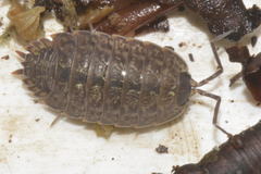 Porcellio monticola