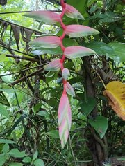 Heliconia chartacea