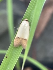 Tachystola stenoptera