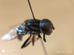 Syrphidae