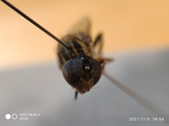Syrphidae