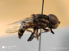 Syrphidae