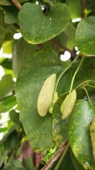 Aristolochia littoralis