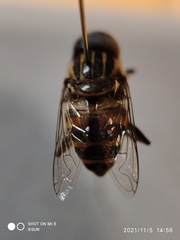 Syrphidae