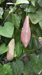 Aristolochia littoralis
