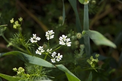 Bifora radians