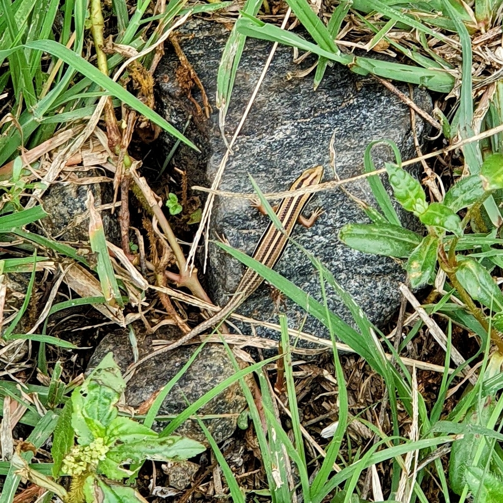 Bibron's Skink