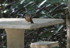 Turdus rufiventris