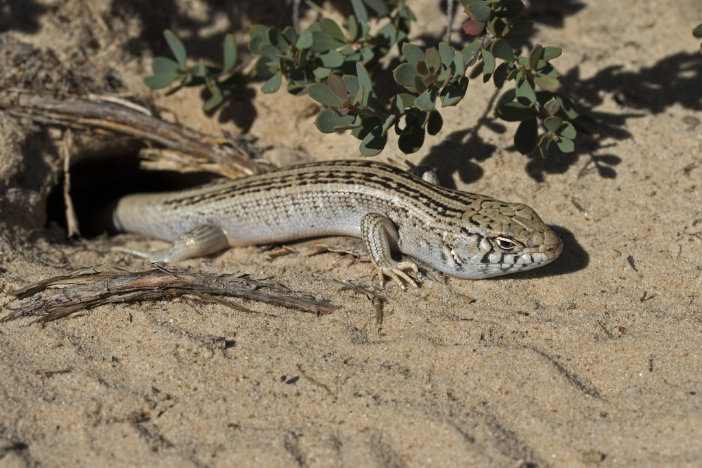 Bull Skink