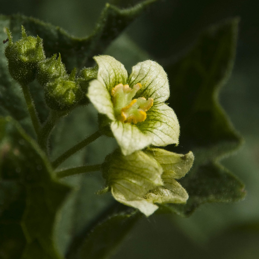Bryonia cretica — a medium houseplant, prefers partial sun light