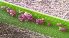 Aphis gossypii