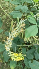 Crotalaria