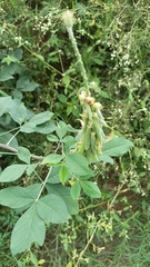 Crotalaria