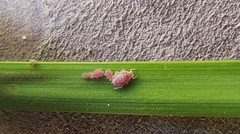 Aphis gossypii