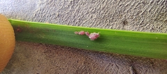 Aphis gossypii