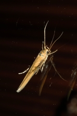 Stathmopoda skelloni