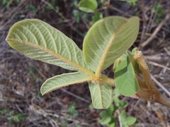 Vitex pooara
